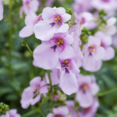 Diascia, Farbe zufällig, Topf-Ø 12 cm, 6er-Set