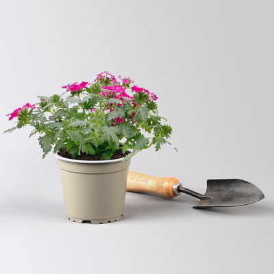 Eisenkraut pink, Topf-Ø 12 cm, 6 Stück