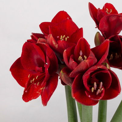 5 weihnachtsrote Amaryllis 'Liberty' 5 weihnachtsrote Amaryllis 'Liberty'