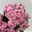 Kalanchoe 'Queen'®, rosa, Topf-Ø 14 cm, 3 Pflanzen
