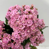 Kalanchoe 'Queen'®, rosa, Topf-Ø 14 cm, 3 Pflanzen