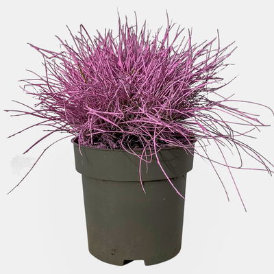 Blauschwingel rosa gefärbt, Topf-Ø 11 cm Ø, 6er-Set Blauschwingel rosa gefärbt, Topf-Ø 11 cm Ø, 6er-Set