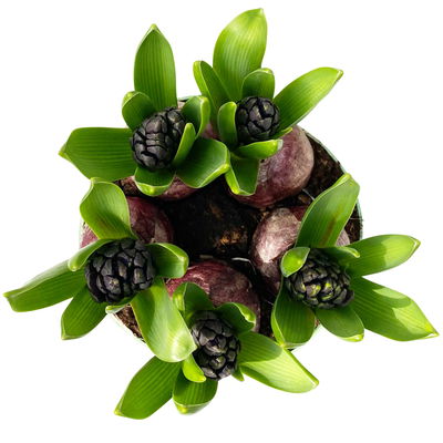 Hyazinthe, blau, vorgetrieben, Topf-Ø 15 cm, 3 Pflanzen Hyazinthe, blau, vorgetrieben, Topf-Ø 15 cm, 3 Pflanzen