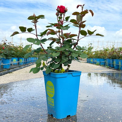 Duftende Edelrose 'Kölle's Rosensymphonie'®, pink, Topf 5 Liter,4 Pflanzen