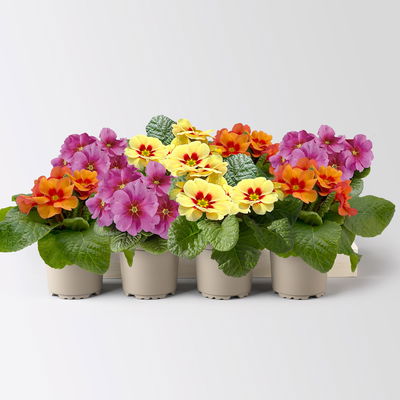 Primel 'Raesberry', Farben zufällig, mit rotem Auge Topf-Ø 11 cm, 8 Pflanzen Primel 'Raesberry', Farben zufällig, mit rotem Auge Topf-Ø 11 cm, 8 Pflanzen