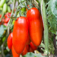 Bio Andenhorntomate 'Giano', Topf -Ø 12 cm, 3 Pflanzen