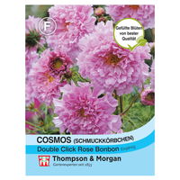Thompson & Morgan Schmuckkörbchen 'Double click Rose Bonbon'