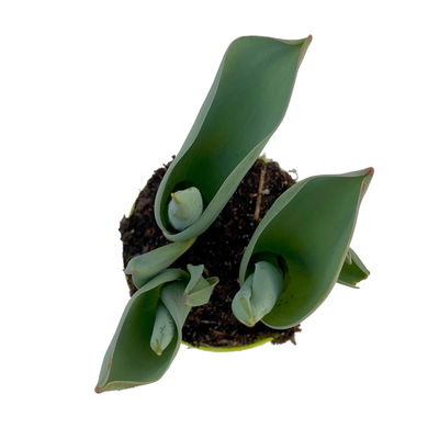 Tulpe weiß, vorgetrieben, Topf-Ø 10 cm, 6 Pflanzen