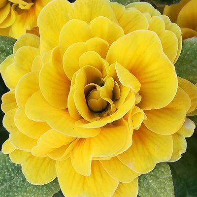 Primel 'Belarina', gelb, Topf-Ø 12 cm, 6 Pflanzen