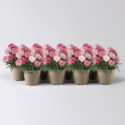 Stauden-Nelke 'I Love U', pink-rosa-weiß, Topf-Ø 9 cm, 8er-Set Stauden-Nelke 'I Love U', pink-rosa-weiß, Topf-Ø 9 cm, 8er-Set