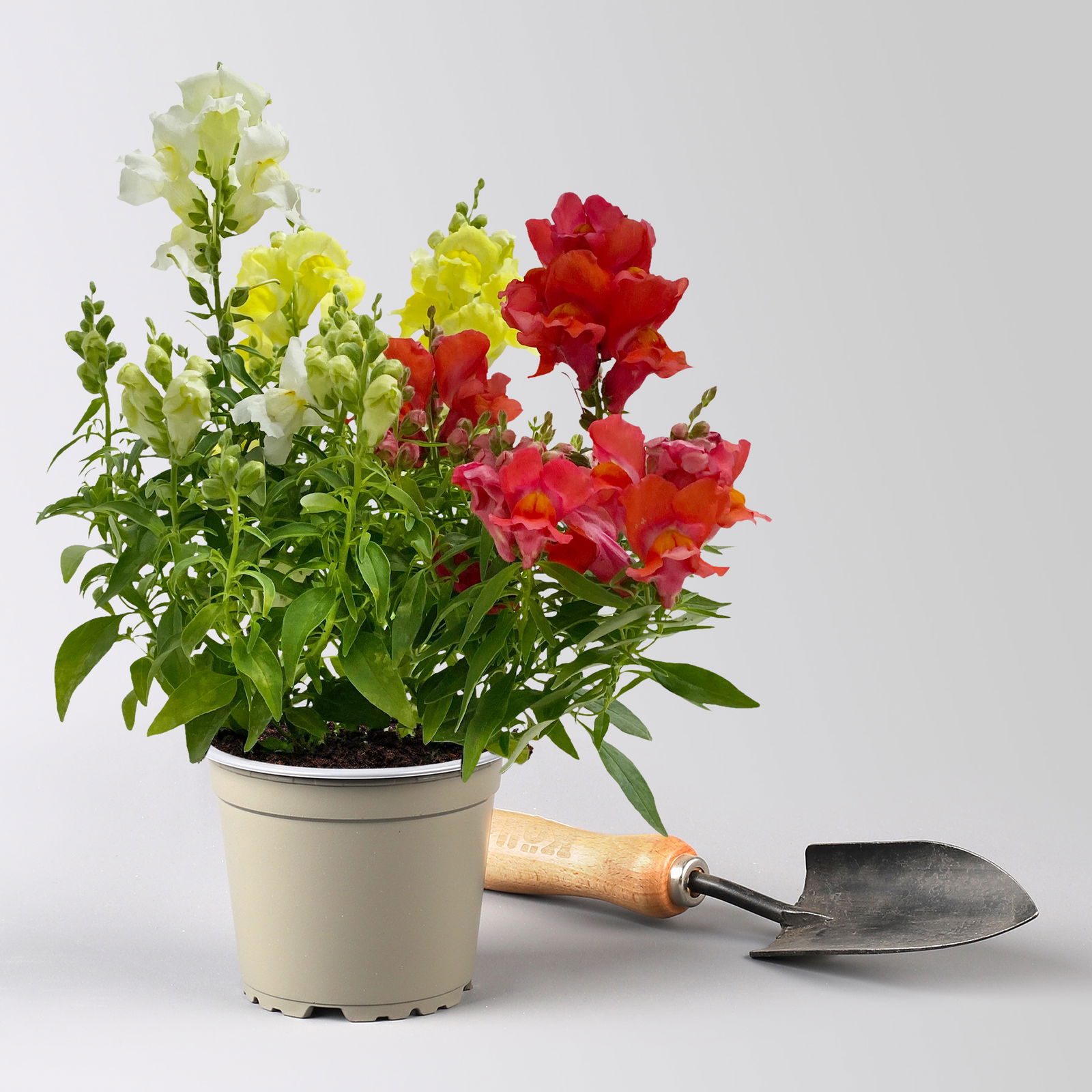 Löwenmäulchen 'Trio', bunt, Topf-Ø 13 cm, 6 Pflanzen