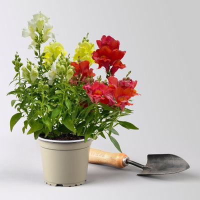 Löwenmäulchen 'Trio', bunt, Topf-Ø 13 cm, 6 Pflanzen Löwenmäulchen 'Trio', bunt, Topf-Ø 13 cm, 6 Pflanzen