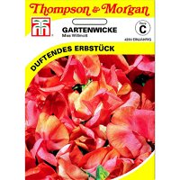 Thompson & Morgan Blumensamen Gartenwicke Miss Willmott