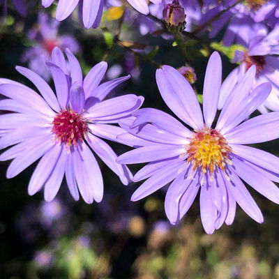 Duftstauden Set, 16 Pflanzen für 3 m², bunt Duftstauden Set, 16 Pflanzen für 3 m², bunt