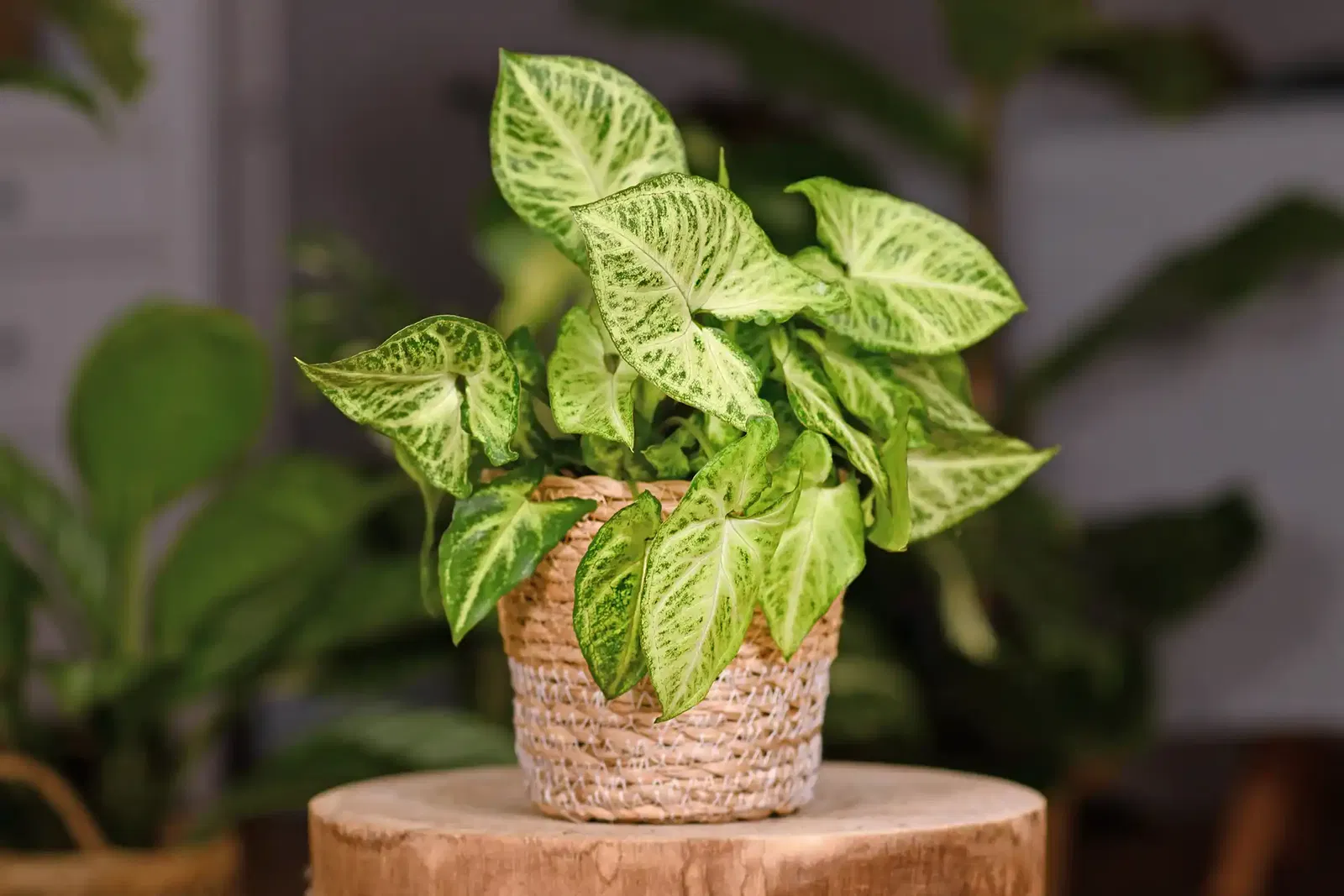 Syngonium Podophyllum Aarrow