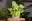 Syngonium Podophyllum Aarrow