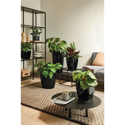 Lechuza 'Quadro LS 28', schwarz, ca. 28 x 28 x H 26 cm Lechuza 'Quadro LS 28', schwarz, ca. 28 x 28 x H 26 cm