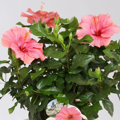 Hibiskus, Farbe zufällig, Busch, Topf-Ø 21 cm, Höhe ca. 50 cm