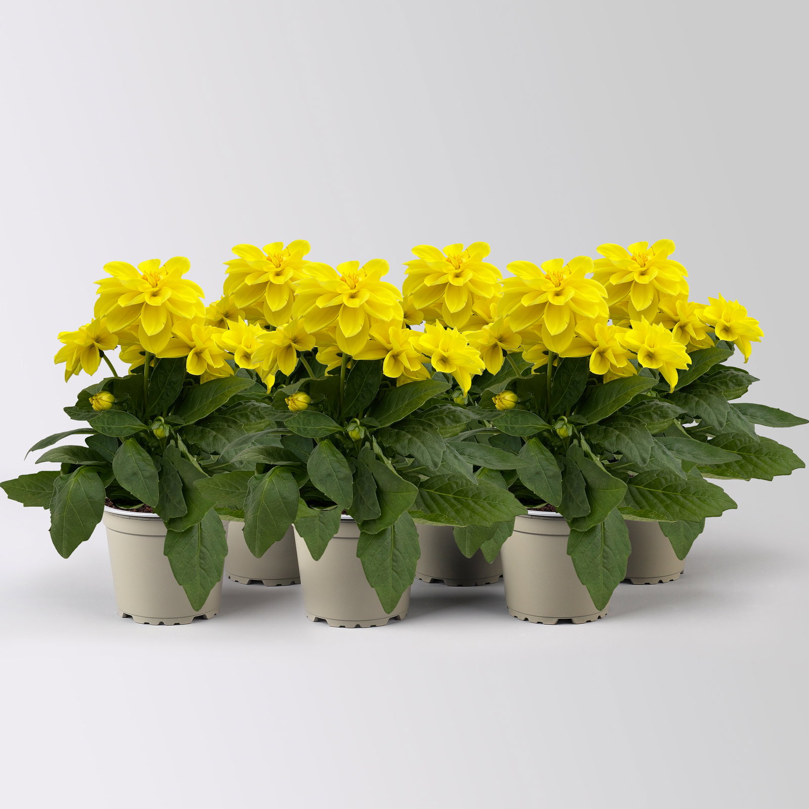 Dahlie, gelb, Topf-Ø 12 cm, 6 Pflanzen