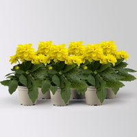 Dahlie, gelb, Topf-Ø 12 cm, 6 Pflanzen
