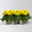 Dahlie, gelb, Topf-Ø 12 cm, 6 Pflanzen Dahlie, gelb, Topf-Ø 12 cm, 6 Pflanzen