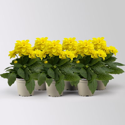 Dahlie, gelb, Topf-Ø 12 cm, 6 Pflanzen