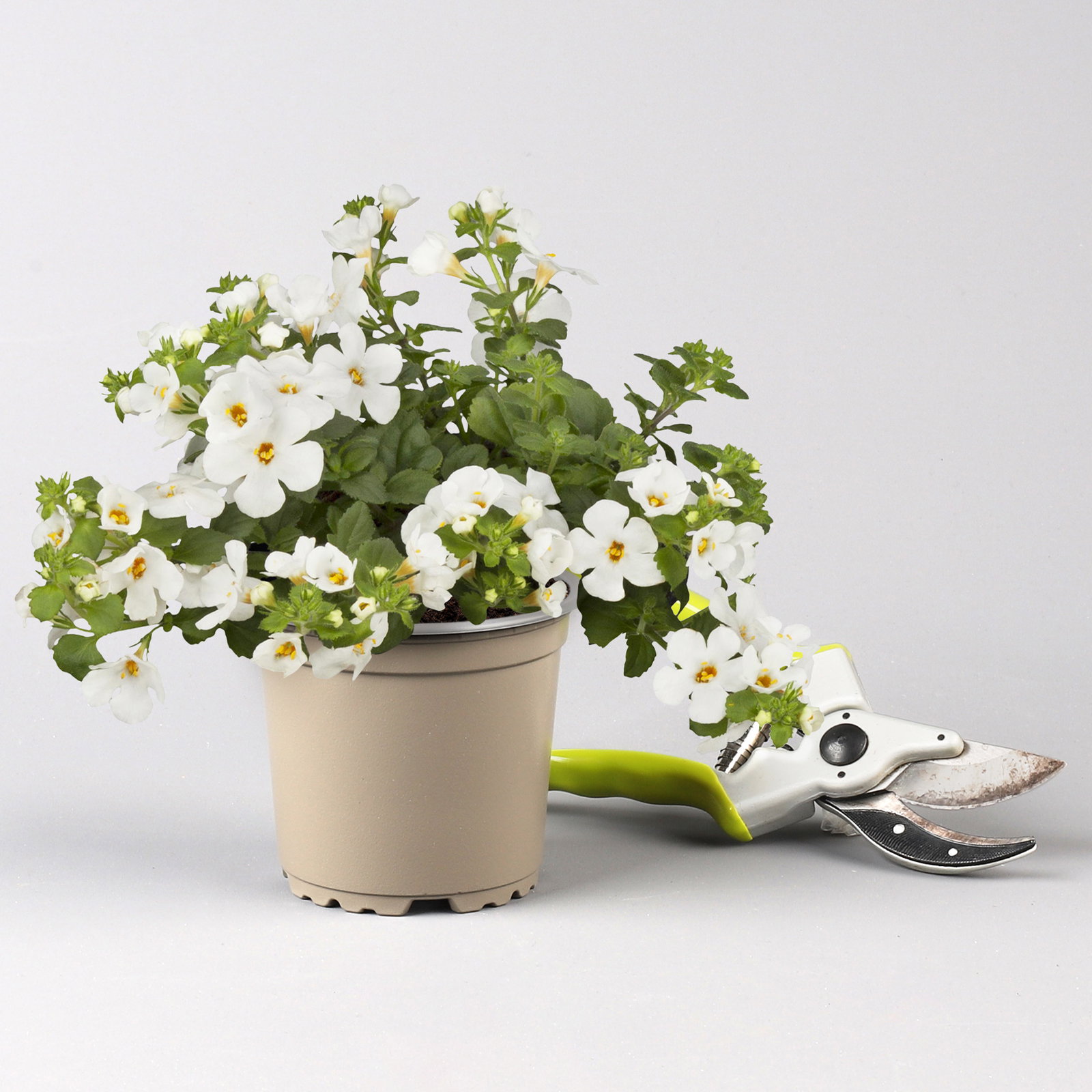 Pflanzenkreation Schatten-Leuchten, groß, 12 Pflanzen inkl. Erde und Dünger