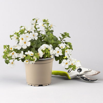 Pflanzenkreation Schatten-Leuchten, groß, 12 Pflanzen inkl. Erde und Dünger