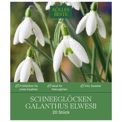 XXL Schneeglöckchen (Galanthus Elwesii) weiß, 20 Blumenzwiebeln