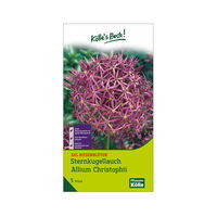 XXL Allium Christophii (Sternkugellauch) lila/purpur, 5 Blumenzwiebeln