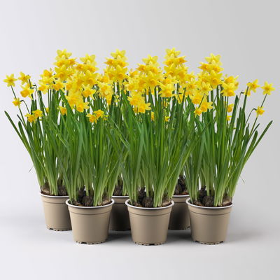 Narzisse 'Tête-à-Tête' gelb, vorgetrieben, Topf-Ø 12 cm, 6 Pflanzen