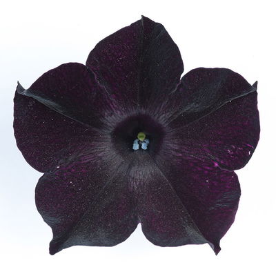 Kölles Beste Hängepetunie 'Viva Black Ray' schwarz, 13 cm Topf