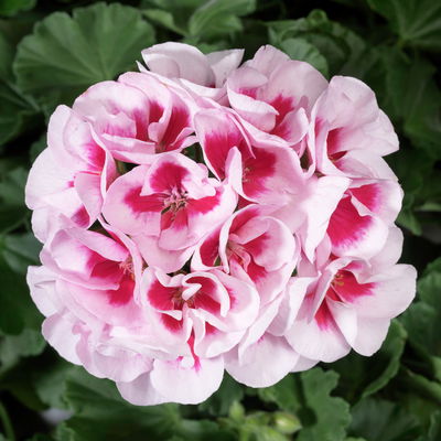 Pflanzenkreation Blütenmärchen, 6 Pflanzen inkl. Erde und Dünger Pflanzenkreation Blütenmärchen, 6 Pflanzen inkl. Erde und Dünger