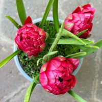 Wildtulpe, rot, gefüllt, mit Gras, Topf -Ø 9 cm, 4 Pflanzen