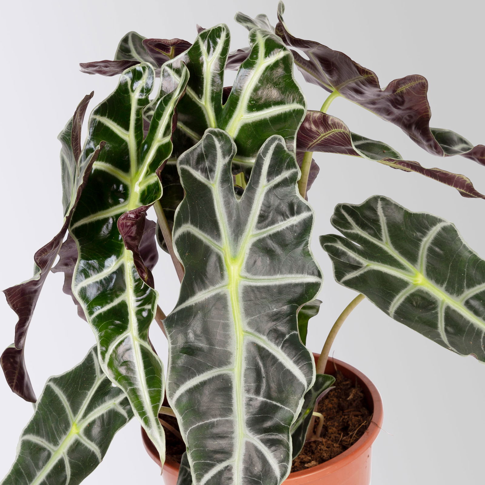 Alocasia 'Polly', Topf-Ø 17 cm, Höhe ca. 45 cm