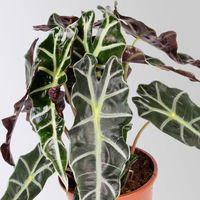 Alocasia 'Polly', Topf-Ø 17 cm, Höhe ca. 45 cm
