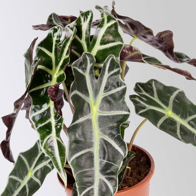 Alocasia 'Polly', Topf-Ø 17 cm, Höhe ca. 45 cm, 2 Pflanzen