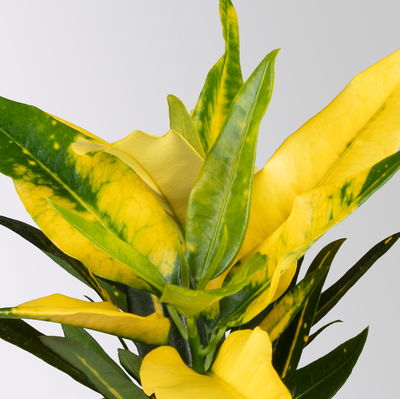 Grünpflanzenset für Grüne Wand, bunter Mix, Topf-Ø 8,5 cm, 12 Pflanzen