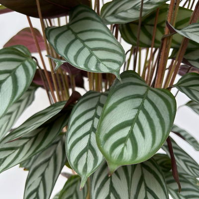 Ctenanthe 'Compactstar', Topf-Ø 21 cm, Höhe ca. 80-100 cm Ctenanthe 'Compactstar', Topf-Ø 21 cm, Höhe ca. 80-100 cm