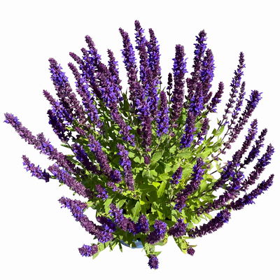 Kölles Beste Garten-Salbei 'New Dimension Blue', 3 Liter Topf