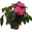 Edellieschen rosa, Topf-Ø 12 cm, 6er-Set