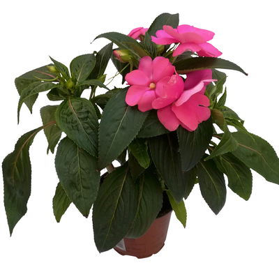 Edellieschen rosa, Topf-Ø 12 cm, 6er-Set