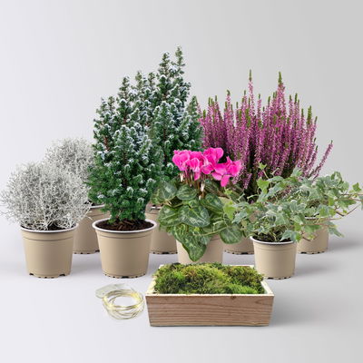 Pflanzenkreation Zauberhafter Winter, 8 Pflanzen + Lichterkette Pflanzenkreation Zauberhafter Winter, 8 Pflanzen + Lichterkette