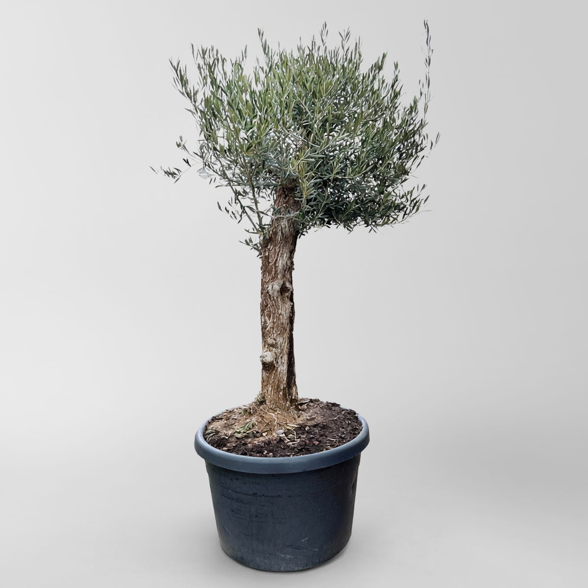 Olivenbaum, knorriger Stamm, Topf-Ø ca. 80 cm, Höhe ca. 200 cm