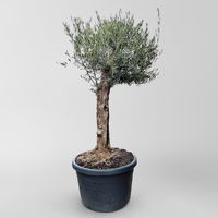 Olivenbaum, knorriger Stamm, Topf-Ø ca. 80 cm, Höhe ca. 200 cm