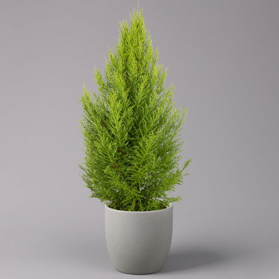 Zimmerzypresse 'Goldcrest Wilma', Pyramide, Topf-Ø 21 cm Zimmerzypresse 'Goldcrest Wilma', Pyramide, Topf-Ø 21 cm