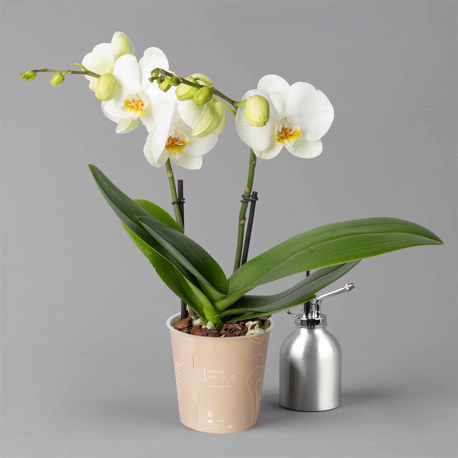 Schmetterlingsorchidee 'Spirit' weiß, 2 Rispen, Topf-Ø 12 cm, Höhe ca. 45 cm