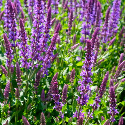 Kölle's Beste GartenSalbei 'Dimension Blue', 3 Liter Topf
