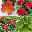 Pflanzenkreation Trockenkünstler rot, klein, 4 Pflanzen inkl. Erde & Dünger