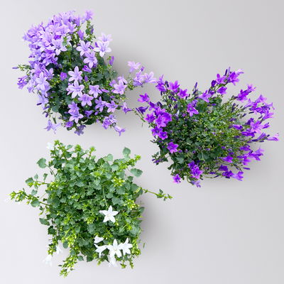 Glockenblume, 2-3 Farben zufällig, Topf-Ø 10,5 cm, 3 Pflanzen